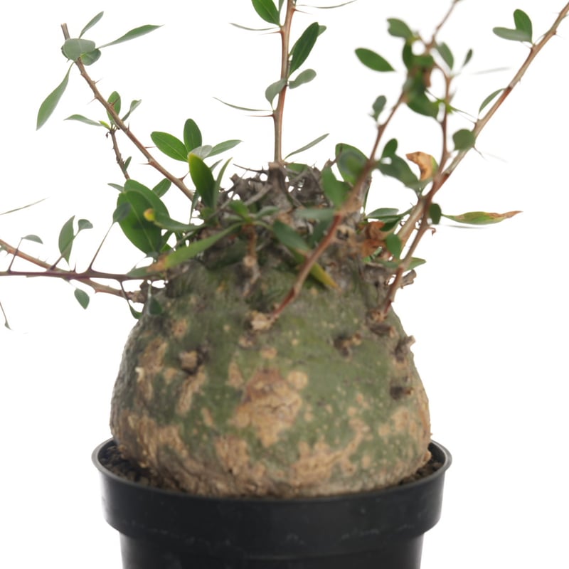 Fouquieria columnaris【発根済み】〈幹幅11.4cm〉 | QSPLANT