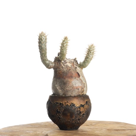 パキポディウムイノピナツム | STORES