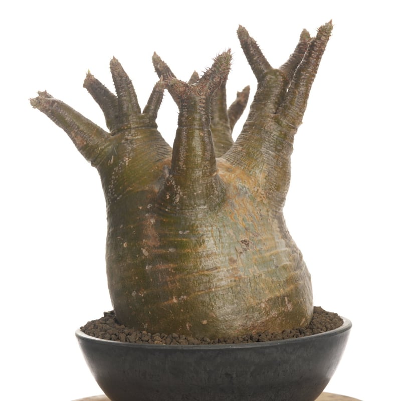 Pachypodium rosulatum var. gracilius 【発根済み】〈幹