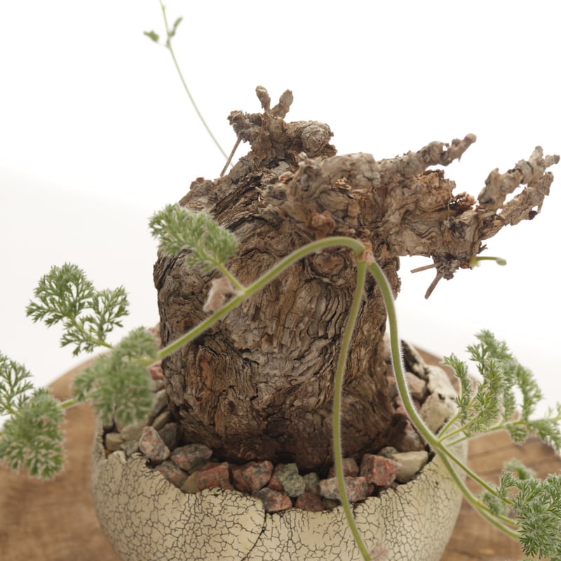 Pelargonium triste × 中根楽 植木鉢【発根済み】 | QSPLANT