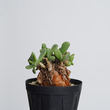 Ceraria pygmaea   【発根済み】〈幹幅4.5cm〉