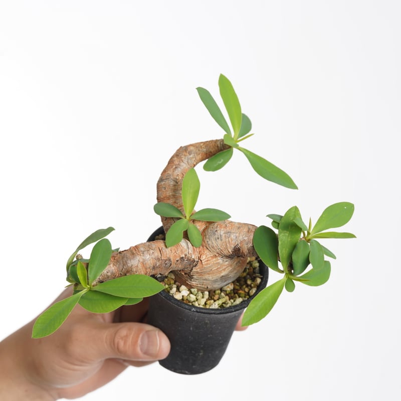 【現地球／発根済】ユーフォルビア　イトレメンシス　ODDROOTS管理株 現地球／発根済】ユーフォルビア イトレメンシス ODDROOTS管理株 現地