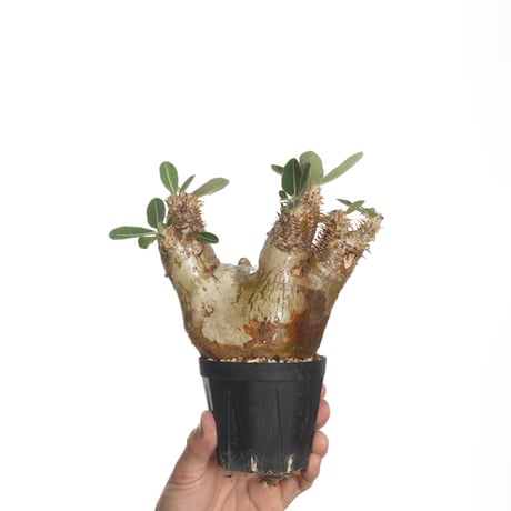 Pachypodium eburneum【発根済み】〈幹幅10.3cm〉