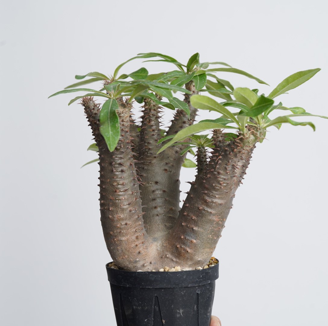 Pachypodium makayense【発根済み】〈幹幅14.3cm〉 | QS PLANT