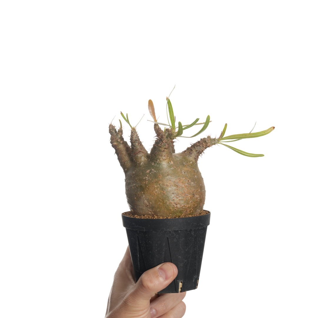 Pachypodium rosulatum var. gracilius 【発根済み】〈幹