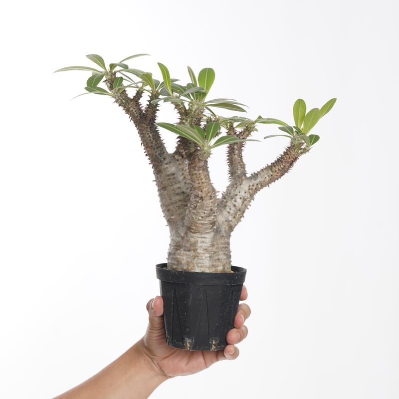 パキポディウムマカイエンセ現地球赤肌発根株(鉢付き)