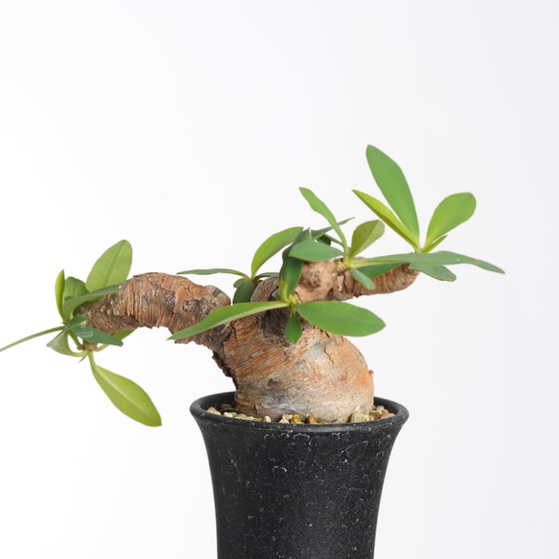 Euphorbia itremensis 【発根済み】〈幹幅4.5cm〉 | QSPLANT