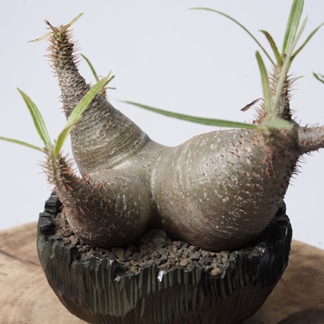 Pachypodium rosulatum var. gracilius   × Tomoharu Nakagawa植木鉢 【発根済み】〈幹幅15.1cm〉