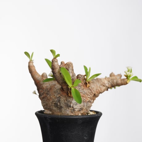 イトレメンシス | STORES 