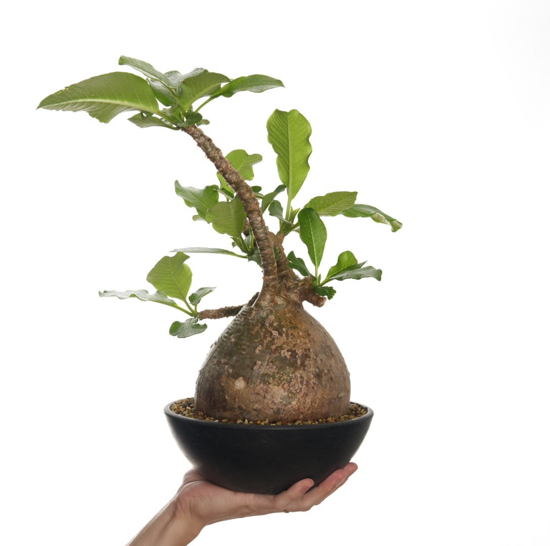 超希少 パキポディウム バロニー ダブルヘッド ツーヘッド 分頭 発根済 isla del pescado - Pachypodium baronii var. windsorii