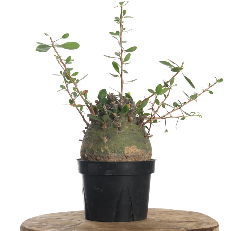 Fouquieria columnaris【発根済み】〈幹幅11.4cm〉 | QSPLANT