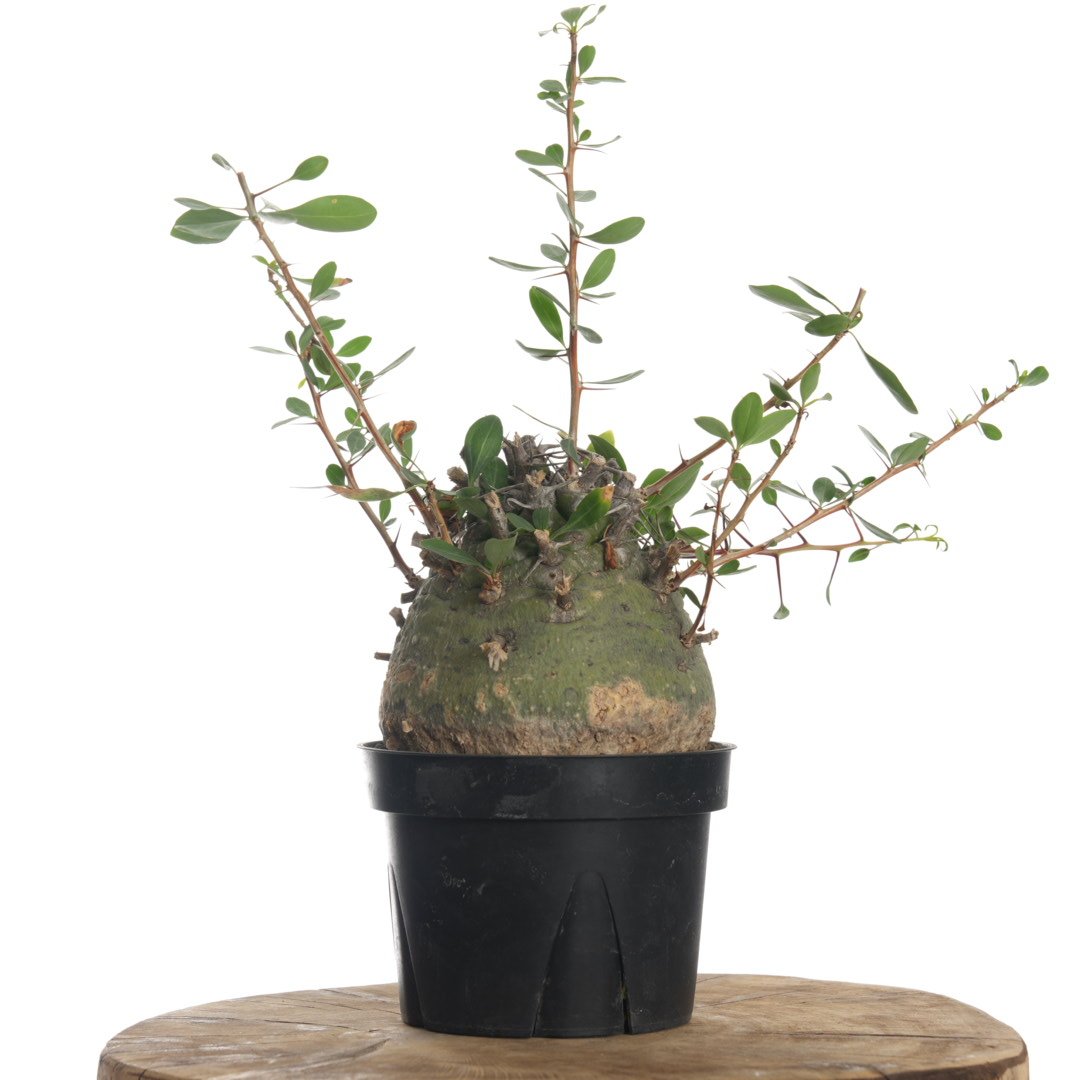 Fouquieria columnaris【発根済み】〈幹幅11.4cm〉 | QSPLANT