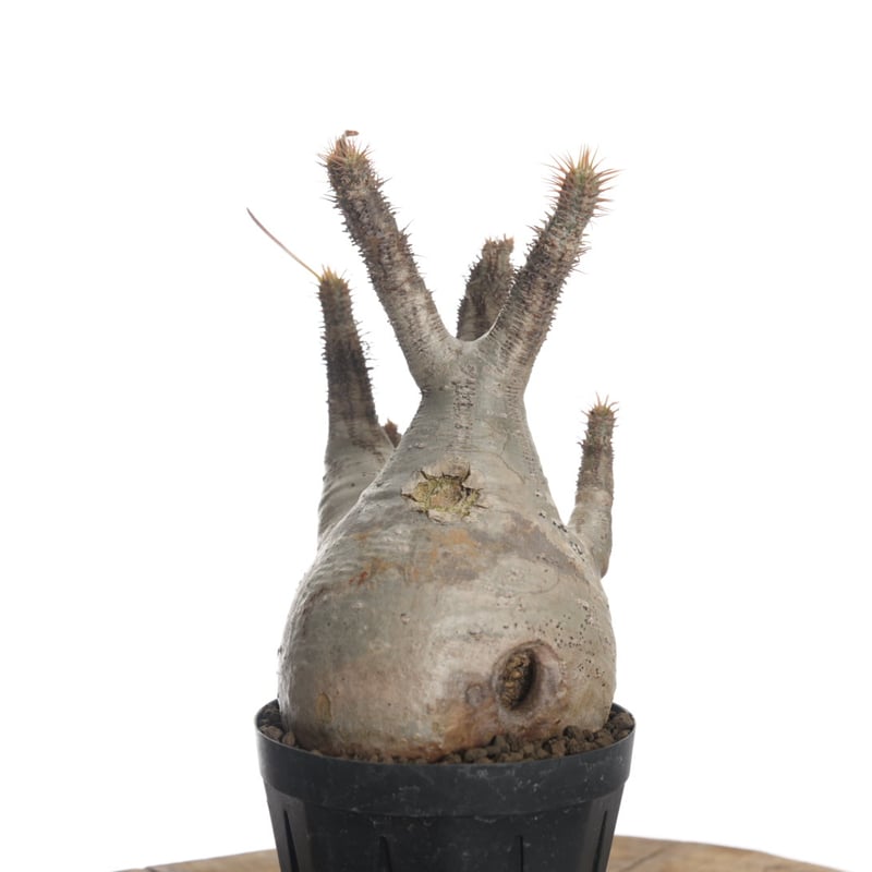 Pachypodium rosulatum var. gracilius 【発根済み】〈幹