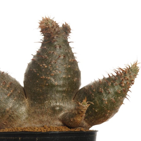 Pachypodium rosulatum var. gracilius   【発根済み】〈草幅8.5cm〉