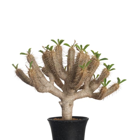 ユーフォルビア | STORES