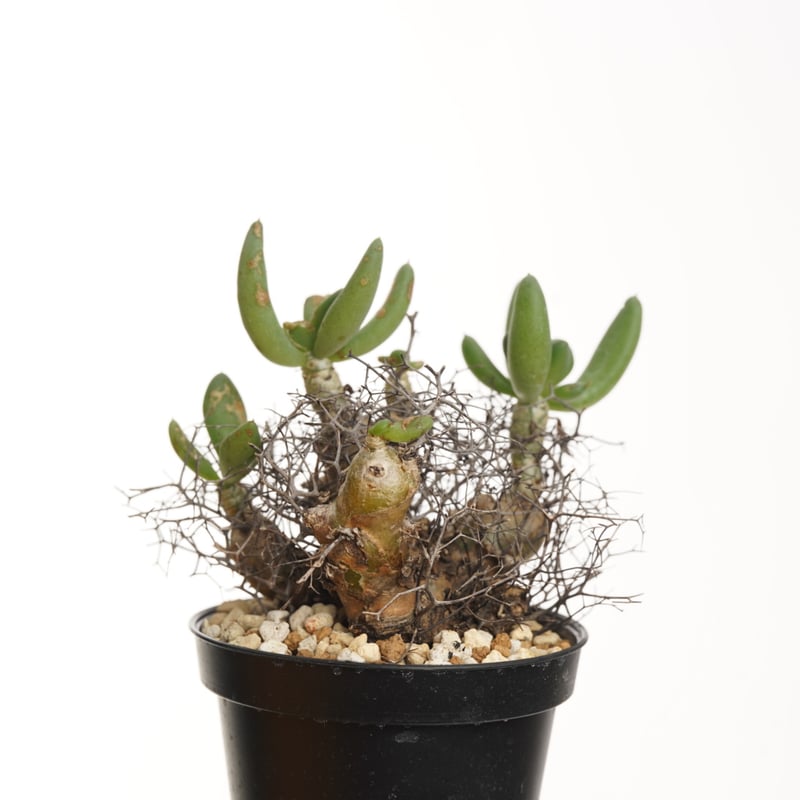 Tylecodon reticulatus 万物想【発根済み】 | QSPLANT