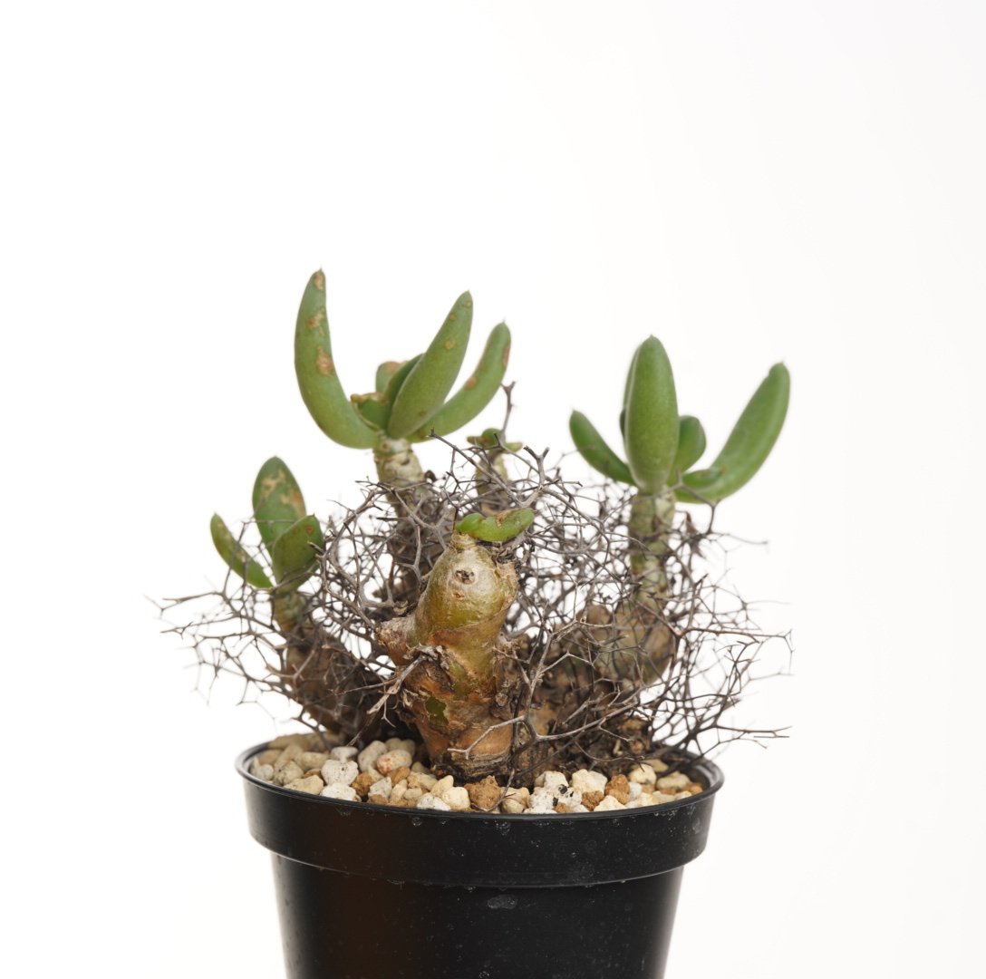 Tylecodon reticulatus 万物想【発根済み】 | QSPLANT Tylecodon reticulatus 万物想【発根済み】 | QSPLANT