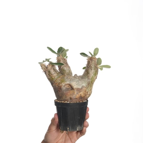 Pachypodium eburneum【発根済み】〈幹幅10.3cm〉