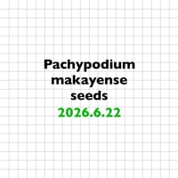 【6.22 採種】 Pachypodium makayense 種子10粒/30粒