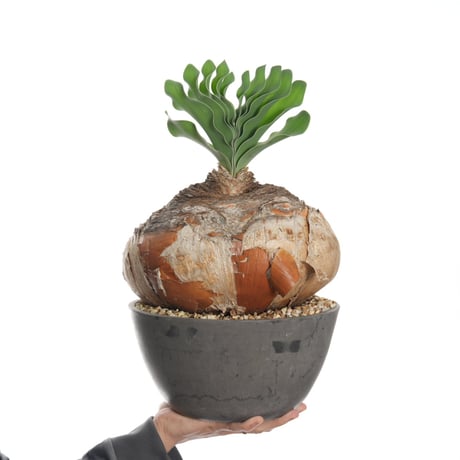 ブーファンハエマンソイデス Boophane Haemanthoides 発根済 ブー