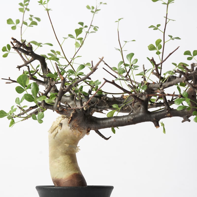 手乗り コミフォラカタフ ピュア ソマリア産 【公式通販】