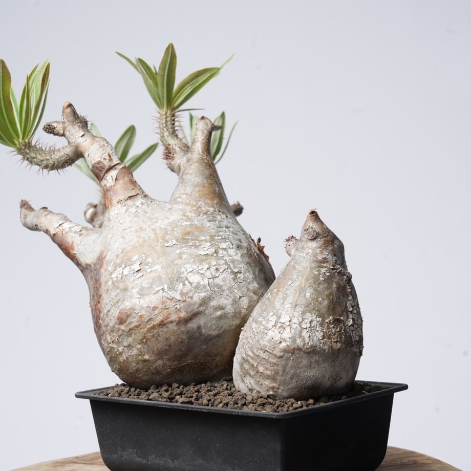 69eef03a6d07c1004f9bd81c