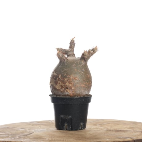 パキポディウムグラキリス | STORES