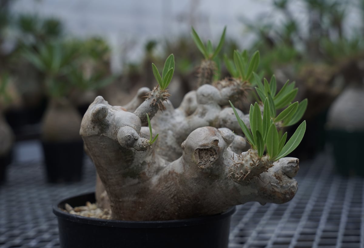 Pachypodium densiflorum var. brevicalyx パキポディウム 