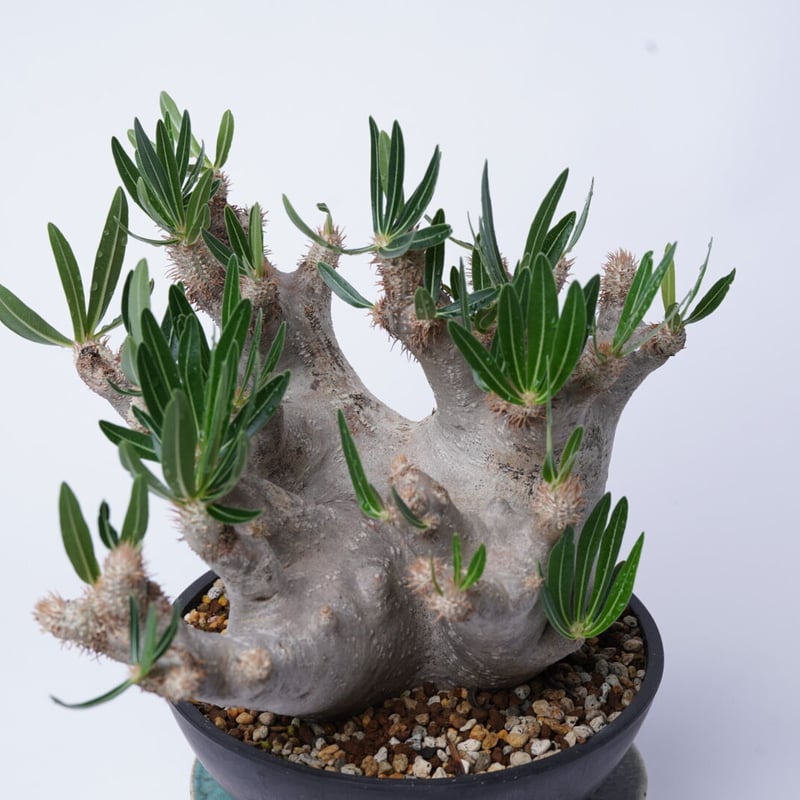 パキポディウムイノピナツム Pachypodium inopinatum fit=scale-down,w=1200