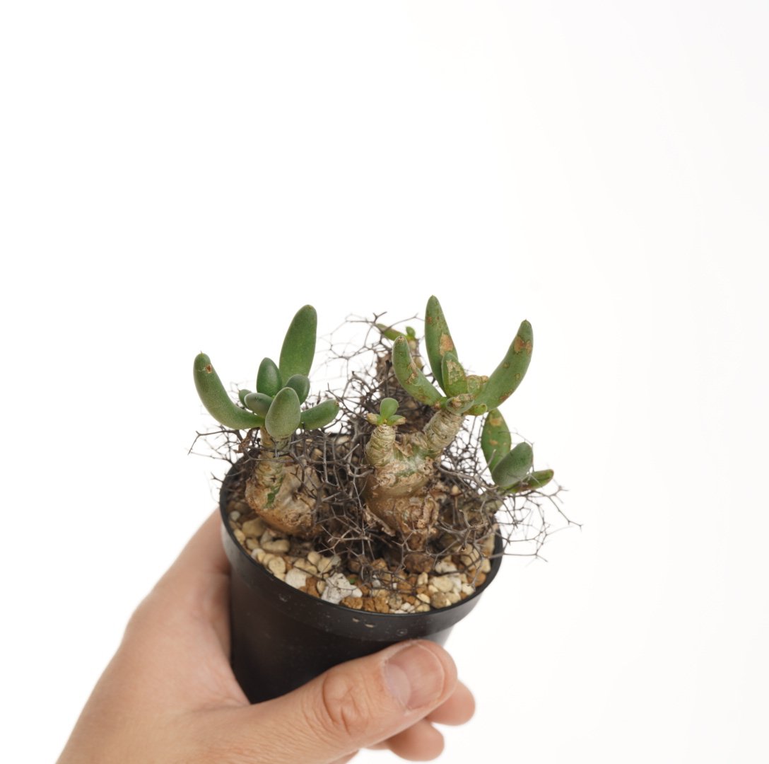 Tylecodon reticulatus 万物想【発根済み】 | QSPLANT Tylecodon reticulatus 万物想【発根済み】 | QSPLANT