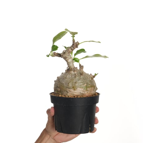 パキポディウムウィンゾリー パキポディウム ウィンゾリー | STELLA.PLANTS
