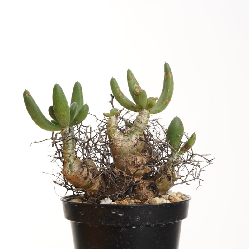 Tylecodon reticulatus 万物想【発根済み】 | QSPLANT Tylecodon reticulatus 万物想【発根済み】 | QSPLANT