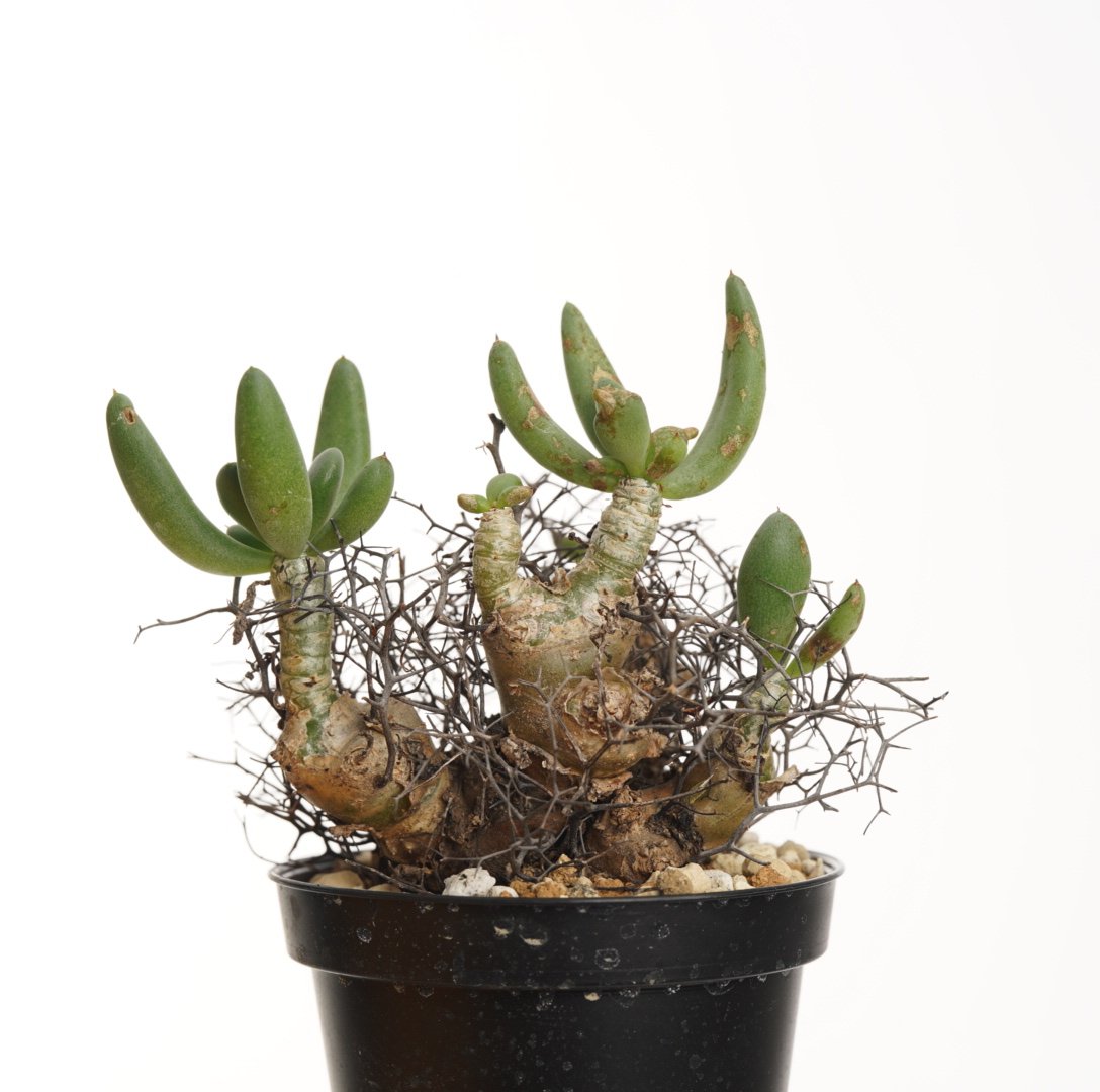 Tylecodon reticulatus 万物想【発根済み】 | QSPLANT