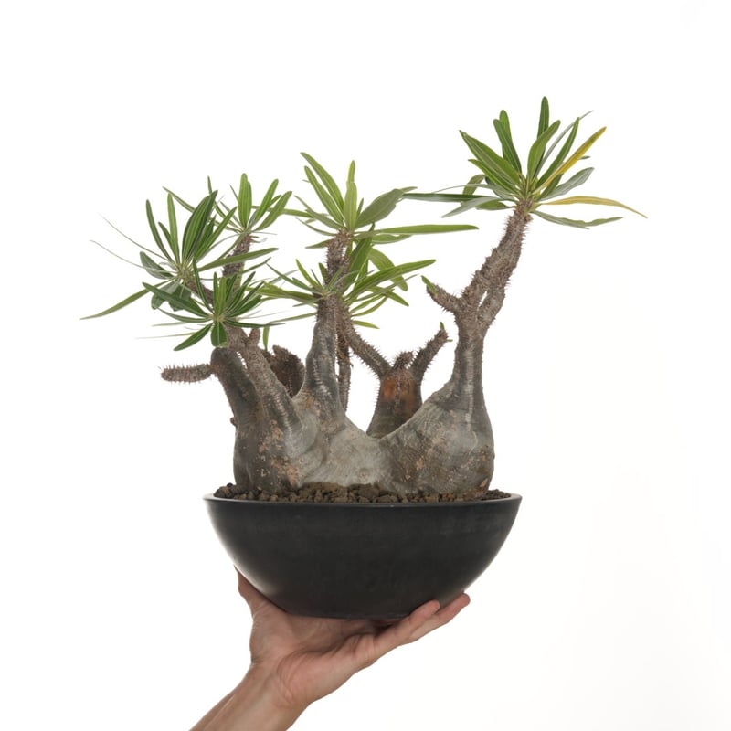 Pachypodium rosulatum var. gracilius 【発根済み】〈幹