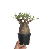 Pachypodium rosulatum var. gracilius   【発根済み】〈幹幅7.5cm〉