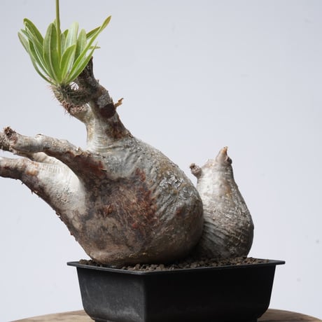 Pachypodium rosulatum var. gracilius   【発根済み】〈幹幅18.4cm〉