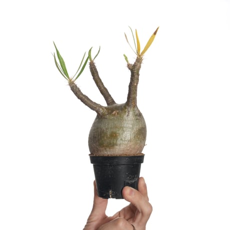 サーガ❗️勤労感謝の日セール❗️グラキリス丸め発根管理中 現地球 QSPLANT