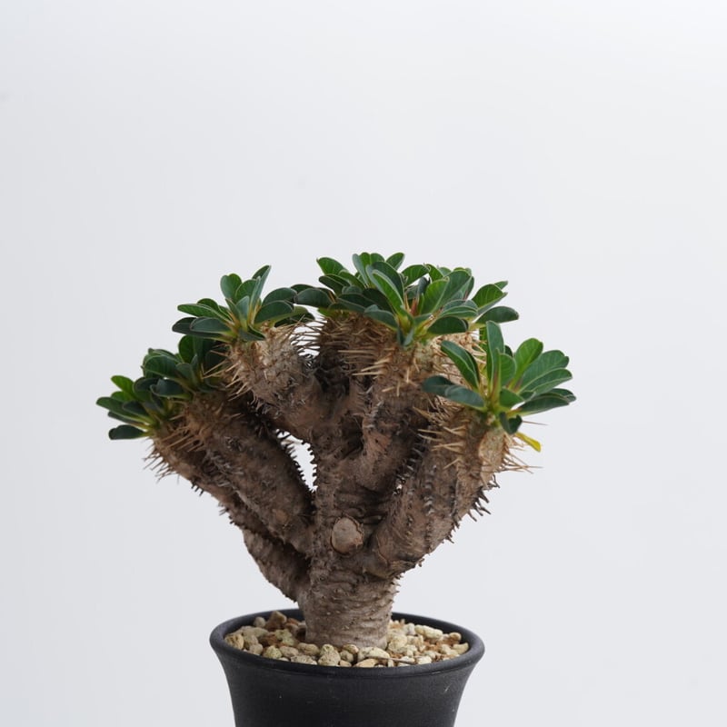 Euphorbia guillauminiana【発根済み】〈幹幅2.2cm〉 | QS PLANT
