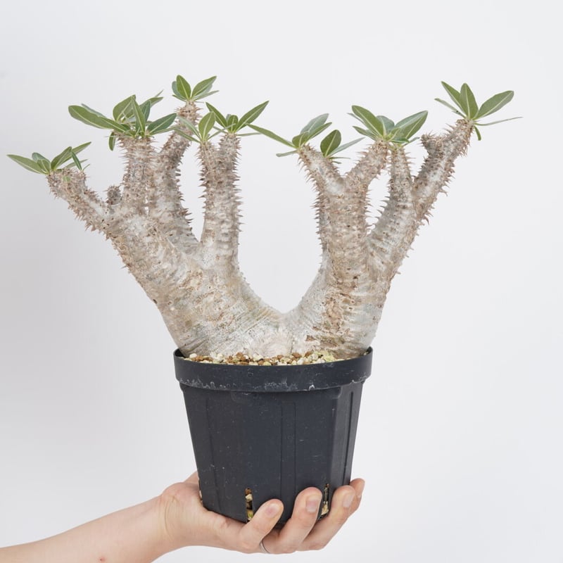Pachypodium makayense【発根済み】〈幹幅16.3cm〉 | QS PLANT