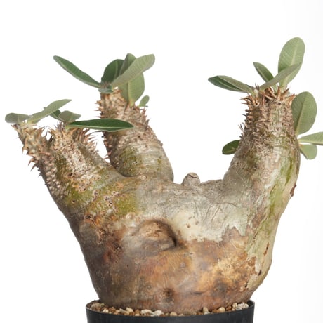 Pachypodium eburneum【発根済み】〈幹幅10.3cm〉