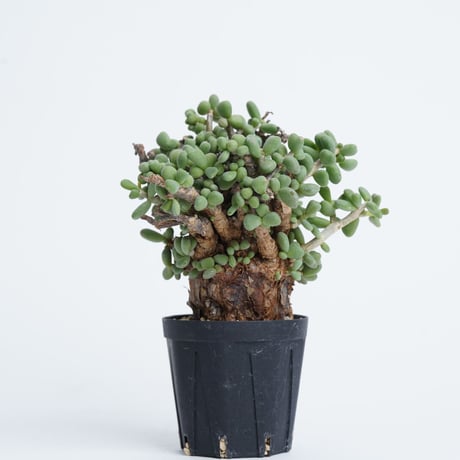 Ceraria pygmaea   【発根済み】〈幹幅5.4cm〉