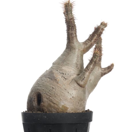 Pachypodium rosulatum var. gracilius   【発根済み】〈幹幅8.0cm〉