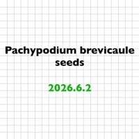 【6.2 採種】Pachypodium brevicaule 種子10粒/30粒