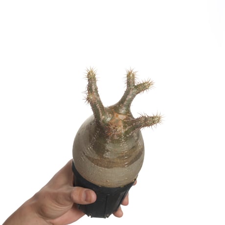 Pachypodium rosulatum var. gracilius   【発根済み】〈幹幅9.5cm〉
