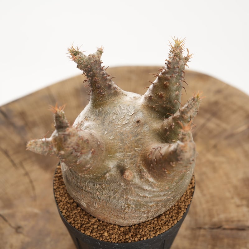 Pachypodium rosulatum var. gracilius 【発根済み】〈幹