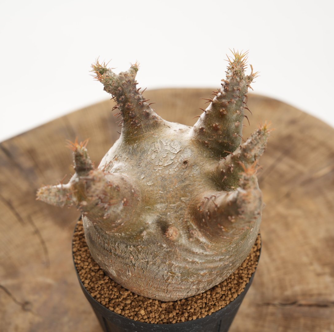 Pachypodium rosulatum var. gracilius 【発根済み】〈幹