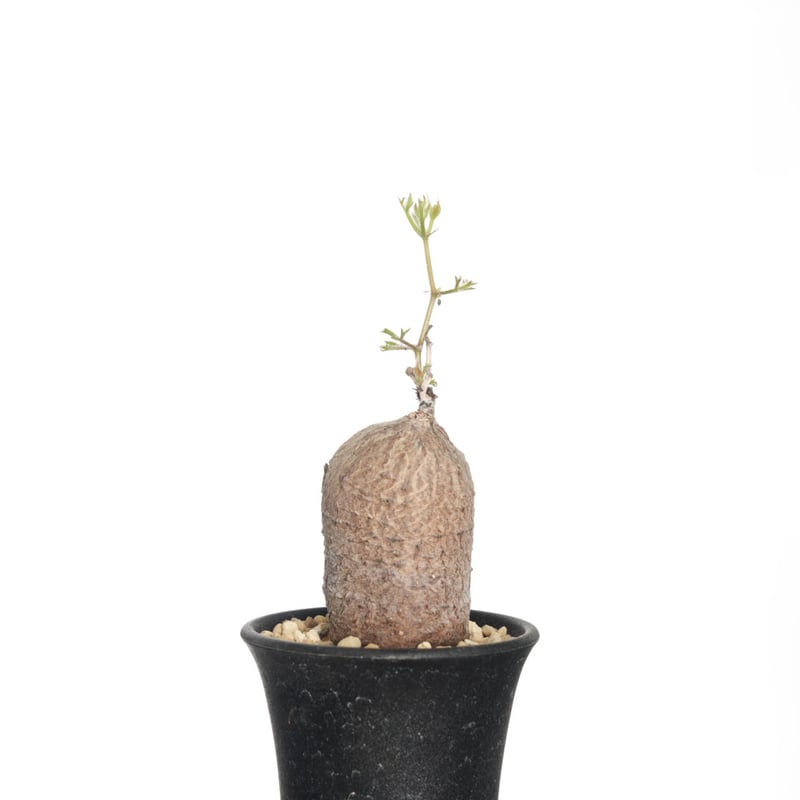 Cyphostemma montagnacii 【発根済み】〈幹幅4.0cm〉 | QSPLANT