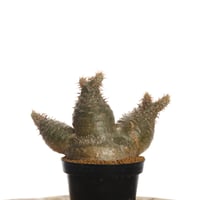 Pachypodium rosulatum var. gracilius   【発根済み】〈草幅8.5cm〉