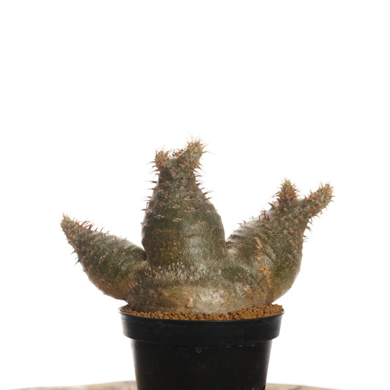 Pachypodium gracilius グラキリス 良型 【発根済み】 Pachypodium rosulatum var. gracilius 【発根済み】〈草