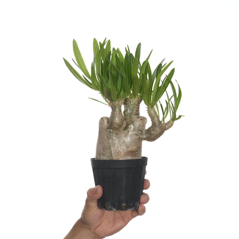 発根済株】パキポディウムイノピナツム大きめサイズ